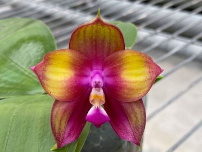 Новый ассортимент орхидей от нового садовника. На июль