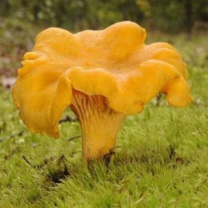 Лисичка гранёная