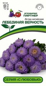 Астра китайская Лебединая Верность (Хризантелла)