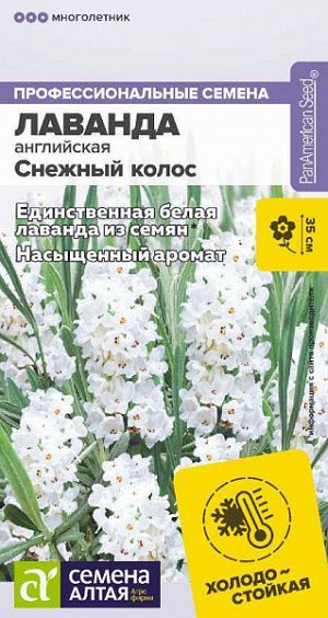 Лаванда английская Снежный колос узколистная