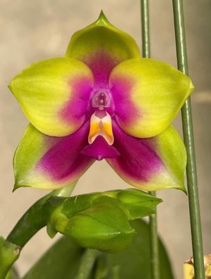 Еще больше коллекционных орхидей. Предзаказ