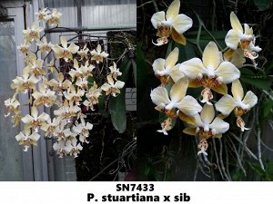 P. stuartiana x sib (Fragrance)