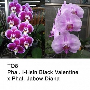 Phal. I-Hsin Black Valentine x Phal. Jabow Diana