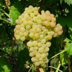 Виноград Кишмиш № 342 столовый (коробка) 1шт (Сиб Сад)