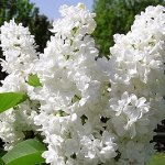 Сирень обыкновенная Мисс Элен Виллмот