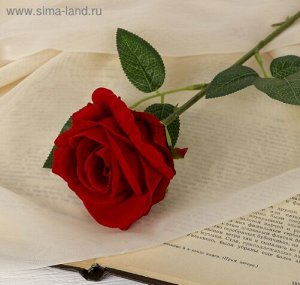 Роза боливийская 55 см d-8 см цвет красный