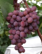 Кишмиш Запорожский