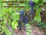 Памяти Домбковской