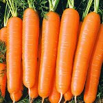 Морковь Болеро F1 0,5гр