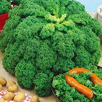 Капуста листовая Кадет~3976