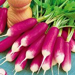 Редис Белый клык~3956
