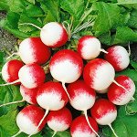 Редис Политез 1гр