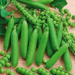 ПС Горох Дакота~3329