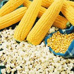 ПС Кукуруза Золотой початок~2203