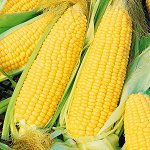 ПС Кукуруза Хони Бентам F1~25194