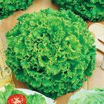 ПС Салат Кучерявец Одесский~3452