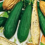 ПС Люффа цилиндрическая~25199