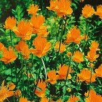 ПС Купальница Китайская~3870