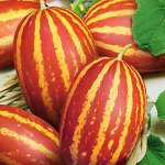 ПС Дыня вьетнамская Подарок дедушки Хо Ши Мина~3951