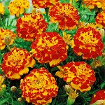 ПС Бархатцы африканские Бонанза Болеро~2292