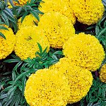ПС Бархатцы французские Дискавери Жёлтый~2696