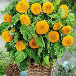 ПС Подсолнух декоративный Медвежонок Тедди~2456