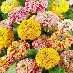 ПС Циния Искристая набор~2943
