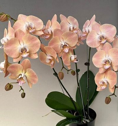 Очень редкие эксклюзивные коллекционные орхидеи. Предзаказ