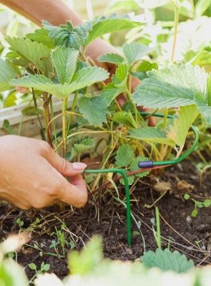 Кустодержатель для клубники металлич зелёный Greengo набор 10шт (D=15см/H =25см) Арт-3538849