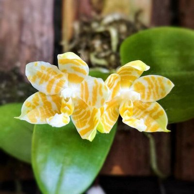 Новый ассортимент орхидей от нового садовника. На июль