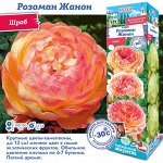 Роза Розоман Жанон (Шраб) 1шт (Сиб сад)