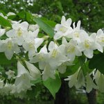 Вейгела белая сноуфлейк