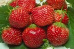 Земляника садовая Королева Елизавета (Р9)