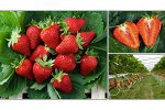 Земляника садовая Мурано (Р9)