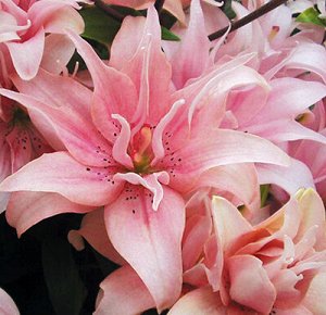 Лилия Азиатские гибриды – Неприхотливые, выносливые растения, отличаются морозостойкостью, быстро и легко размножаются. Цветки разнообразны по форме и окраске. Цветут во второй половине июня-июле. При