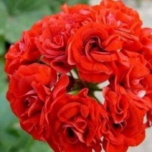 Пеларгония розебудная Rosebud Red