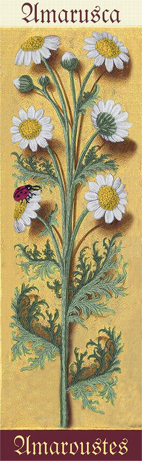 Набор для вышивания PANNA 'Живая картина' арт. ЖК-2119 Ботаника. Ромашка 7х24,5 см