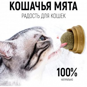 Кошачья мята