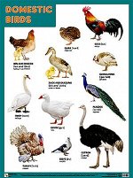 _Плакат(МозаикаС) Domestic Birds (Домашние птицы)