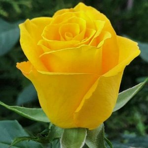 Роза чайно-гибридная Фриско