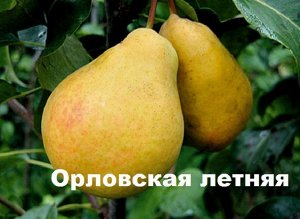 Орловская Летняя