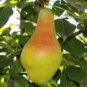 Яковлевская