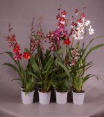 Камбрия микс сортов