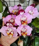 Орхидея фаленопсис (ст2)