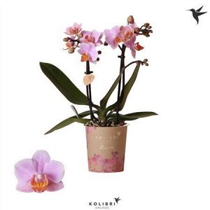 Орхидея Фаленопсис мини Букет Пинк