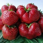 Викода (Vicoda) Голандия (поздний)