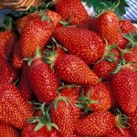 Саженцы клубники Гаригуетта (Франция)