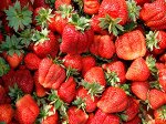 Саженцы клубники Мармелада Италия средне-поздний