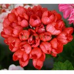 Пеларгония розебудная Red Pandora