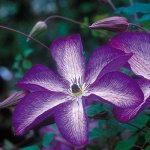 Клематис Venosa Violacea
